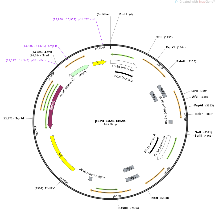 pEP4 E02S EN2K质粒图谱